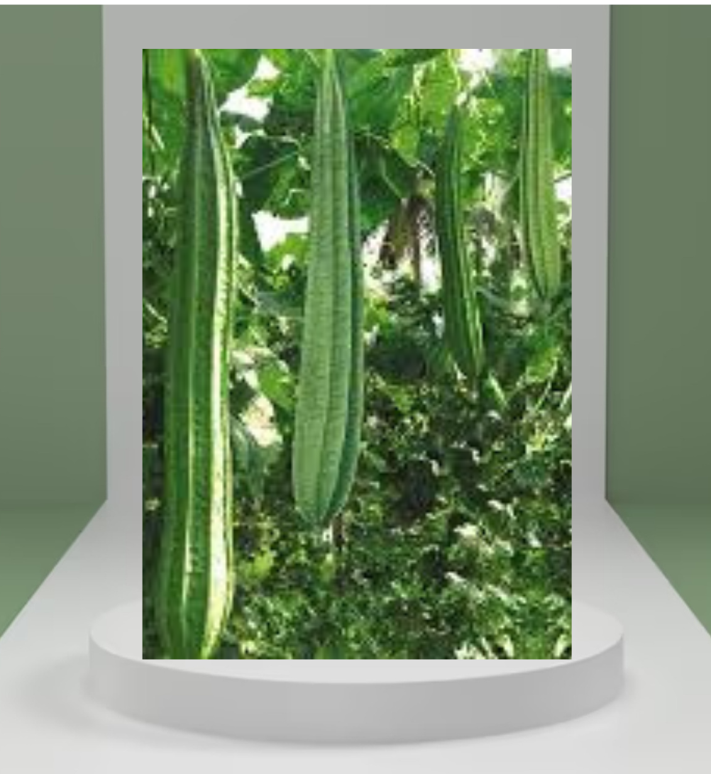 Ridge Gourd Seeds
