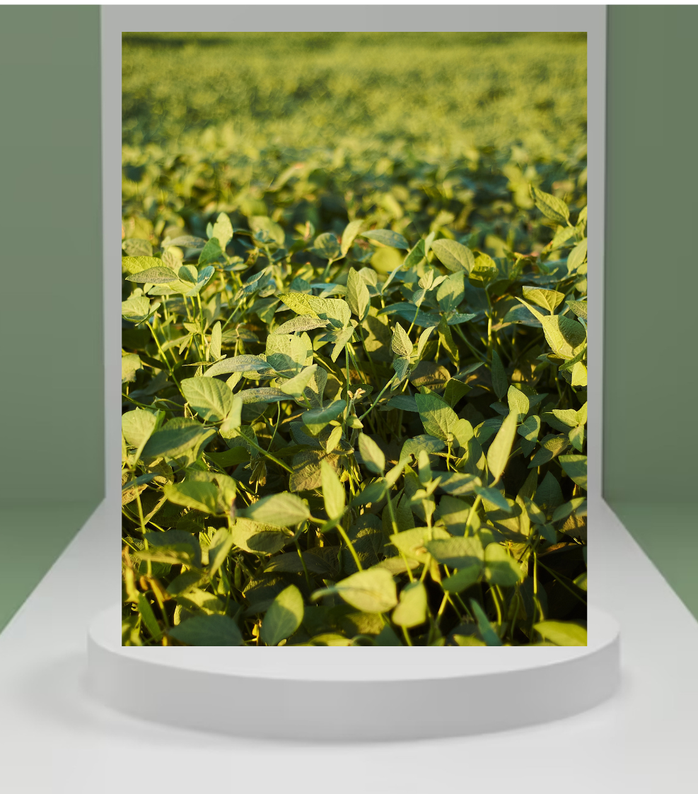 Mungbean