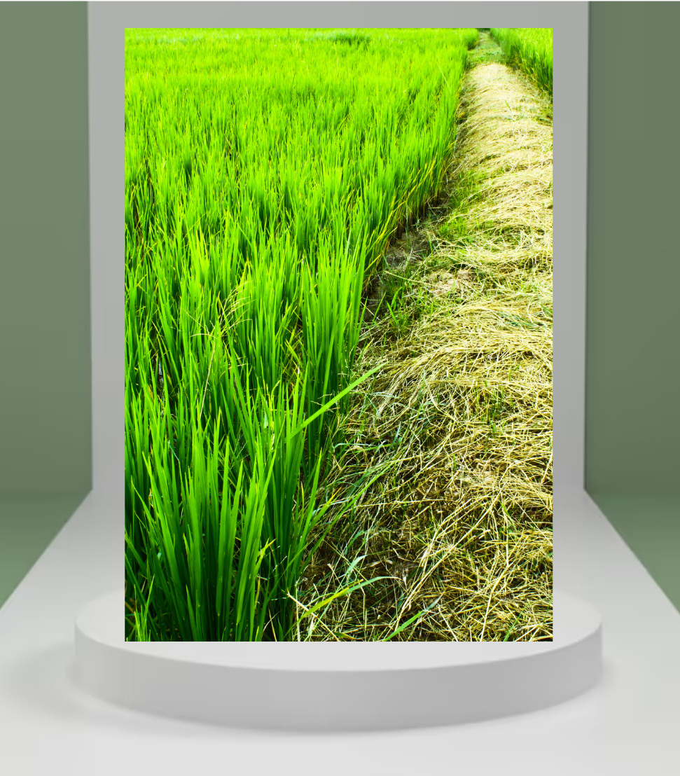 Paddy Seeds