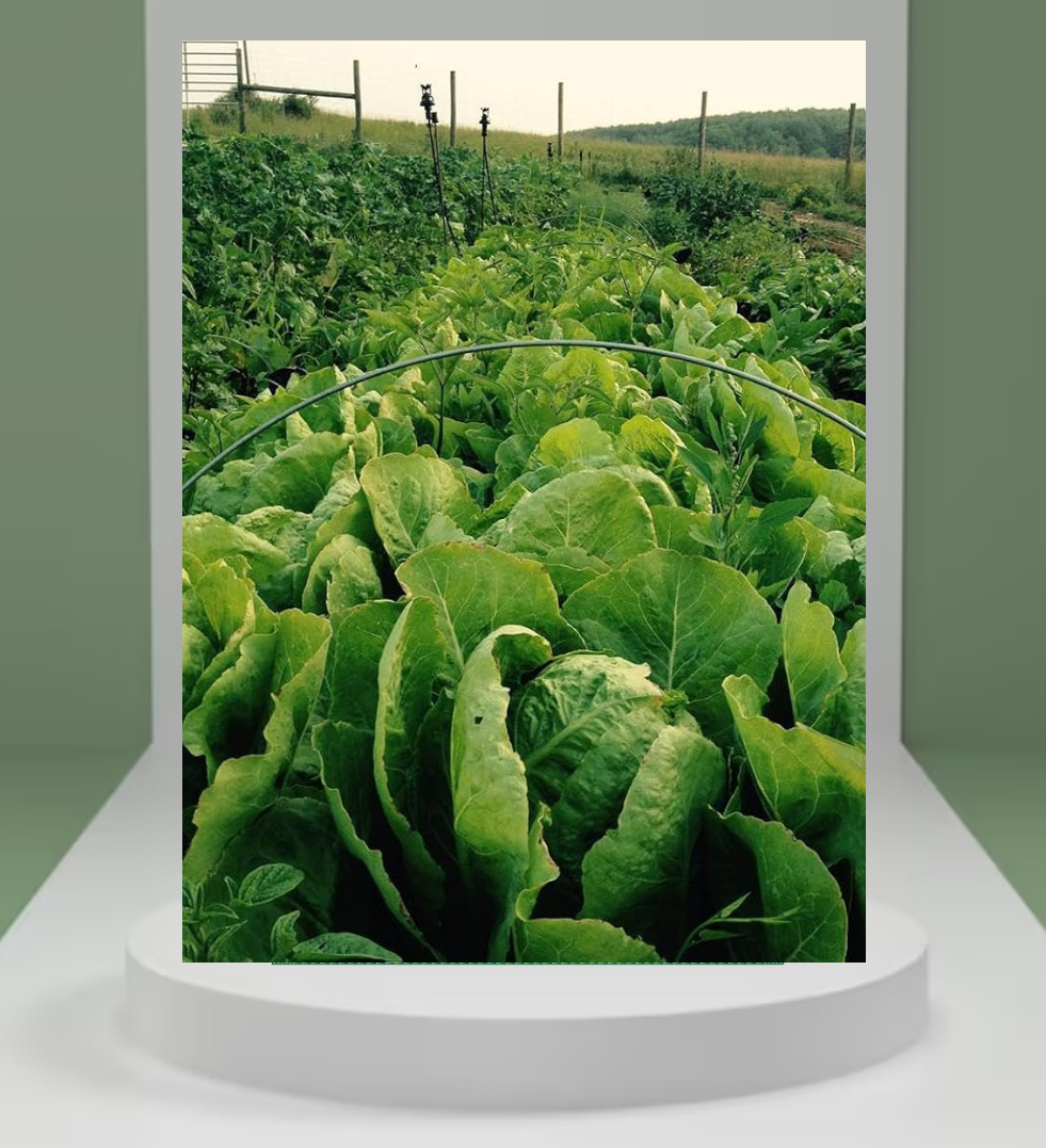 Lettuce Seeds