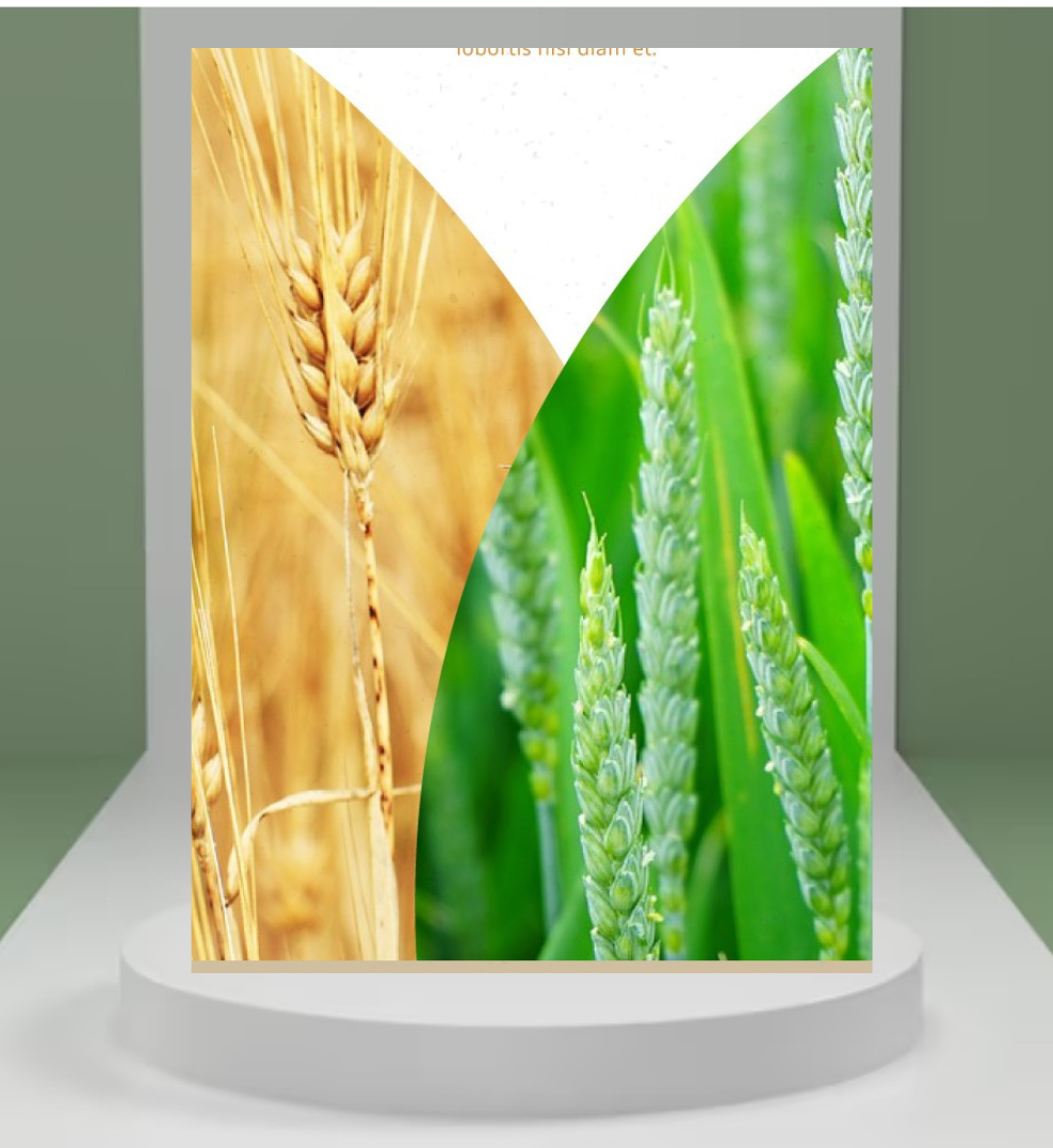 Oat Seeds