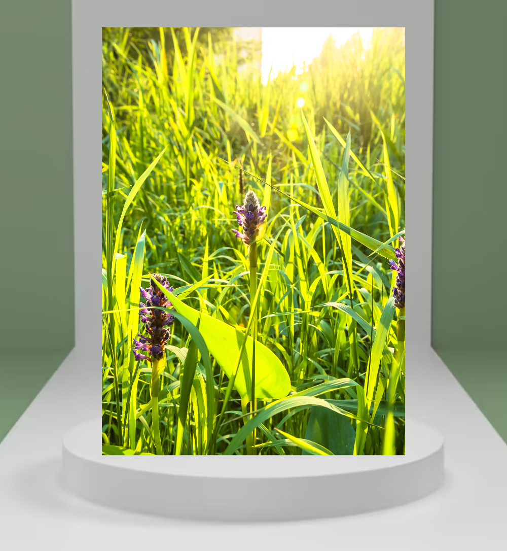 Sorghum Seeds