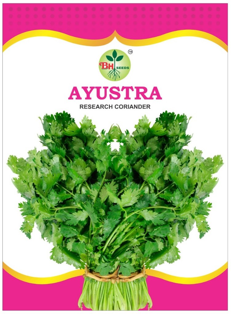 Coriander Seeds - Dhania