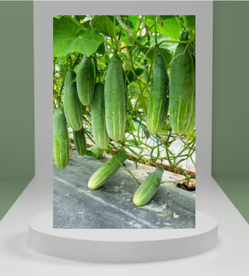 Cucumber Seeds
