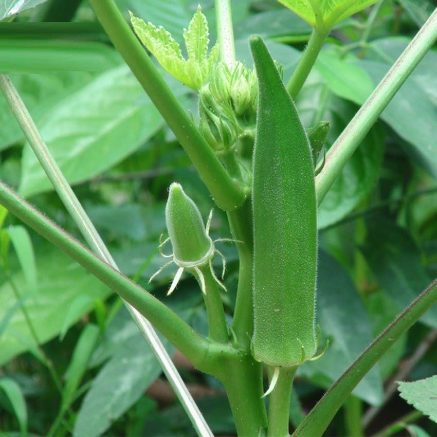 Okra Seeds - Tender Pods