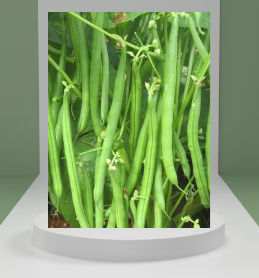 Beans Seeds