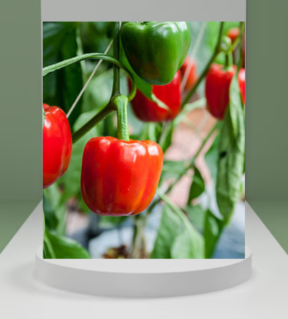Capsicum Seeds