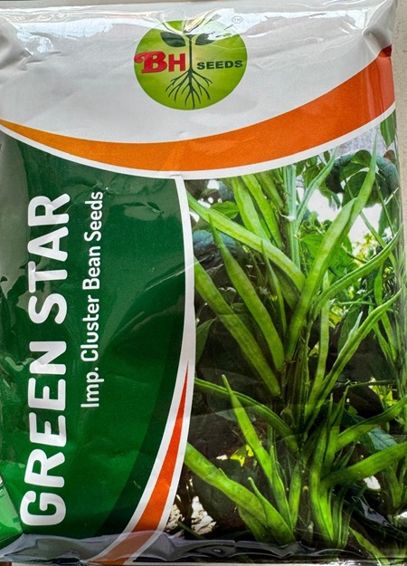Beans Seeds - Green Beans