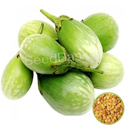 Brinjal Seeds - Fast Growing