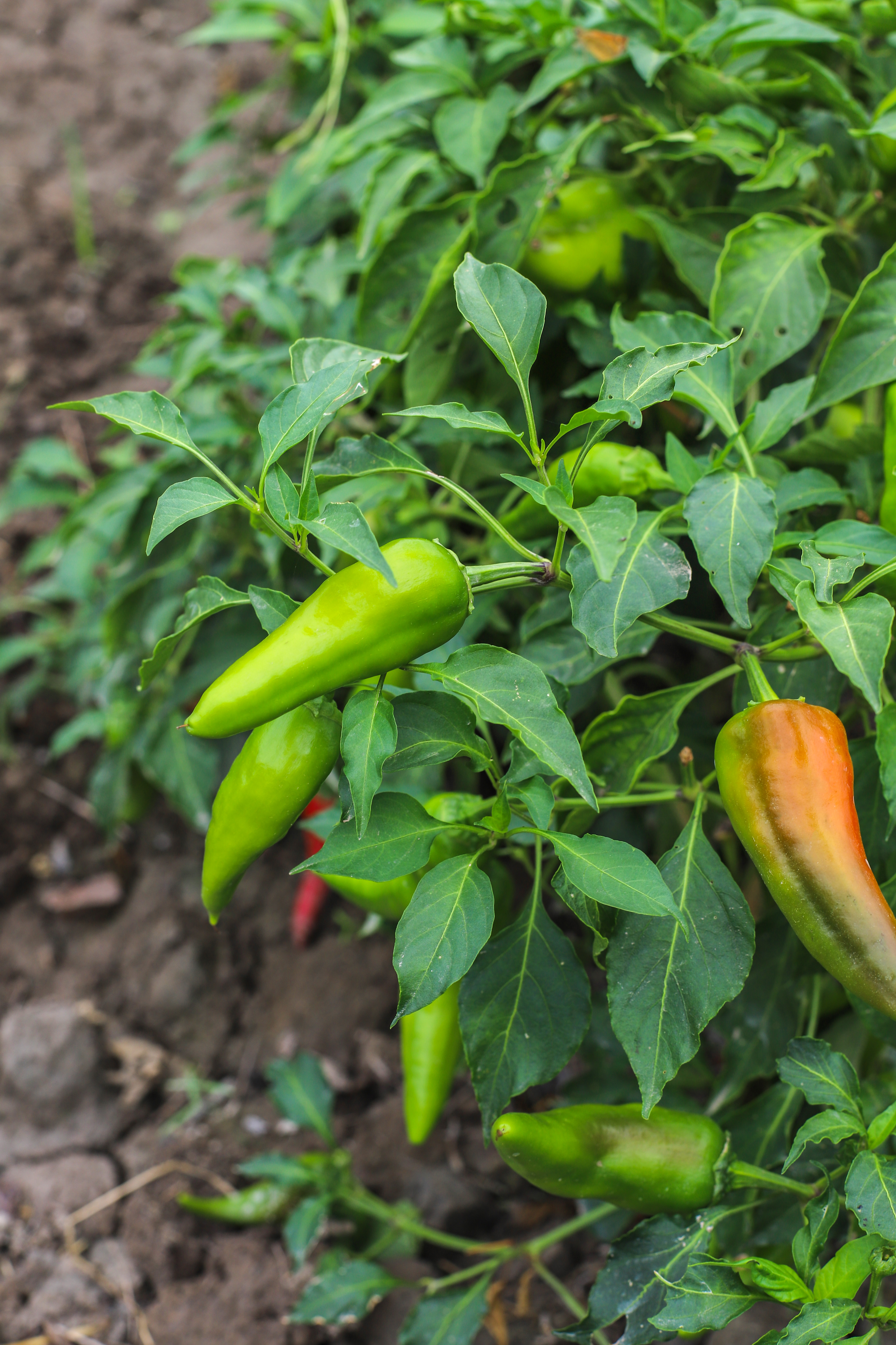 Chilly Seeds - High Pungency