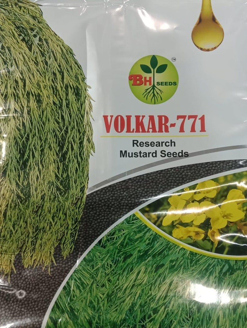 Mustard Seeds - Sarson