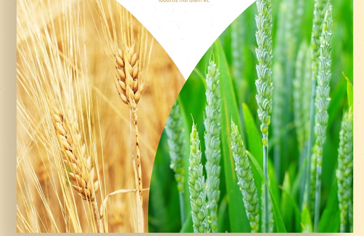 Oat Seeds - Premium Quality